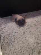 Mopshond, Ophalen of Verzenden