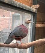 Jamaica grondduif, doffer, Dieren en Toebehoren, Vogels | Duiven, Mannelijk, Overige soorten