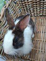 Lief jong konijntje, mannetje (rammelaar), Dieren en Toebehoren, Konijnen, Mannelijk, Klein, 0 tot 2 jaar