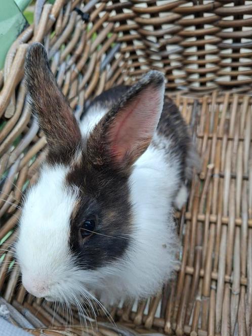 Lief jong leeuwenkop konijntje, mannetje (rammelaar), Dieren en Toebehoren, Konijnen, Klein, Mannelijk, 0 tot 2 jaar