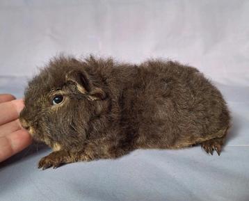 Jong Ch teddy beertje - choco otter  beschikbaar voor biedingen