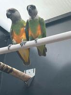 Koppel Bonte Boer Senegal Papegaai, Dieren en Toebehoren, Meerdere dieren, Papegaai, Geringd