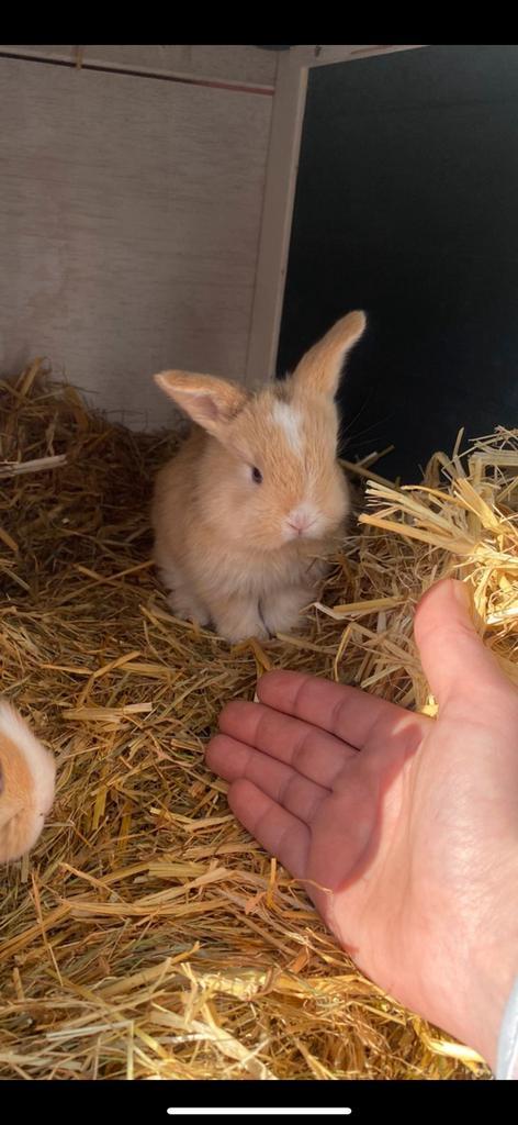 Lief dwergkonijn baby, Dieren en Toebehoren, Konijnen, Dwerg, Vrouwelijk, 0 tot 2 jaar