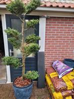 Abies koreana vormsnoei, Ophalen, Volle zon, Overige soorten, Minder dan 100 cm