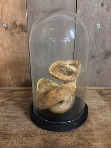 Gemummificeerde python regius (koningspython) beschikbaar voor biedingen