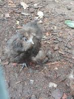 Zijdehoen hennen choco, rood/bruin, zwart en parelgrijs, Dieren en Toebehoren, Vrouwelijk, Kip