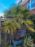 Palmboom gratis afhalen, 100 tot 250 cm, Zomer, Palmboom, Ophalen