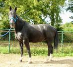 Stoere 22 jarige D-pony met veel levenservaring te lease, Dieren en Toebehoren, Gechipt, Ruin, Niet van toepassing, 11 jaar of ouder