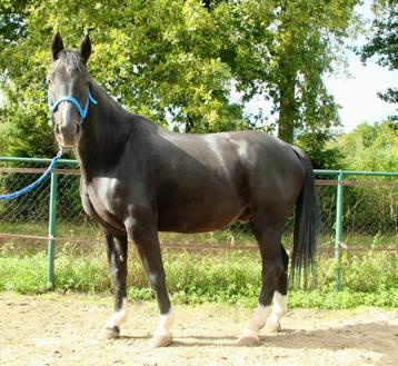 Stoere 22 jarige D-pony met veel levenservaring te lease beschikbaar voor biedingen