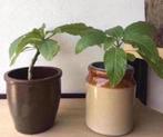 Vintage bloempot bruin beige terracotta geglazuurd ‘50, Tuin en Terras, Bloempotten, Rond, Binnen, Ophalen of Verzenden, Zo goed als nieuw
