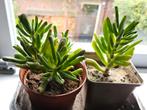 Grassula ovata Hobbit, Ophalen, Halfschaduw, Minder dan 100 cm