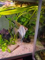 Maanvissen Santa Isabel F1, Dieren en Toebehoren, Vis