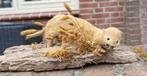 Hermelijn taxidermie taxidermy fret marter wezel bunzing, Verzamelen, Dierenverzamelingen, Ophalen of Verzenden, Wild dier, Opgezet dier