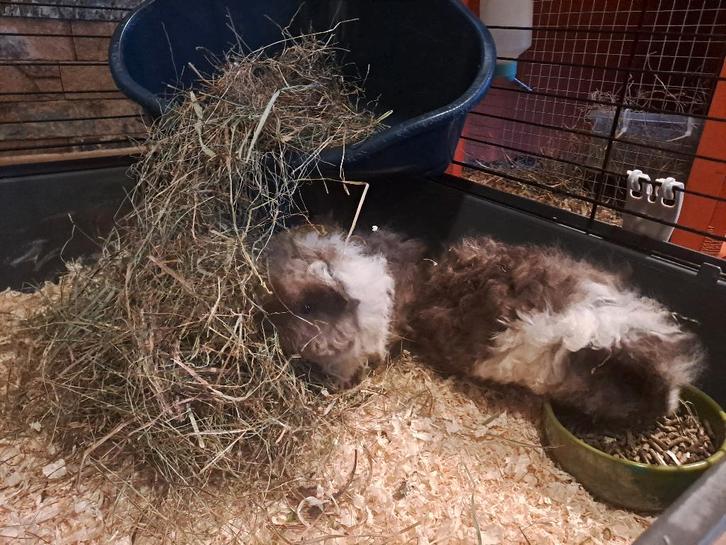 2 Jonge Cavia Zeugjes Lunkarya, Dieren en Toebehoren, Knaagdieren, Vrouwelijk, Cavia, November, Tam