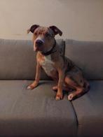 American bully ABKC   bully xl.    pitbull.    Puppy, Dieren en Toebehoren, Honden | Bulldogs, Pinschers en Molossers, 15 weken tot 1 jaar