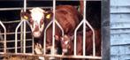 Te koop dikbil span, Meerdere dieren, 0 tot 2 jaar