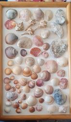 Diverse mooie schelpen, Verzamelen, Mineralen en Fossielen, Schelp(en), Ophalen of Verzenden