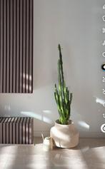 Euphorbia cactus kamerplant, Huis en Inrichting, Kamerplanten, Ophalen of Verzenden, Cactus, Volle zon, Minder dan 100 cm
