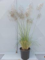 Stipa gigantea, Tuin en Terras, Planten | Tuinplanten, Ophalen, Volle zon, Vaste plant, Siergrassen