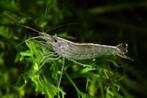 Import Japonica garnaal - Algen etende garnaal - Koidreams, Dieren en Toebehoren, Vissen | Aquariumvissen