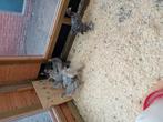 Brahma  groot, Dieren en Toebehoren, Meerdere dieren, Kip