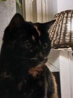 Nieuw tehuis gezocht voor poes, Dieren en Toebehoren, Katten en Kittens | Overige Katten, Poes