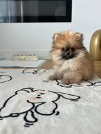 Raszuiver Pomeriaan pup, Dieren en Toebehoren, Honden | Poolhonden, Keeshonden en Oertypen, Particulier, 8 tot 15 weken, Buitenland