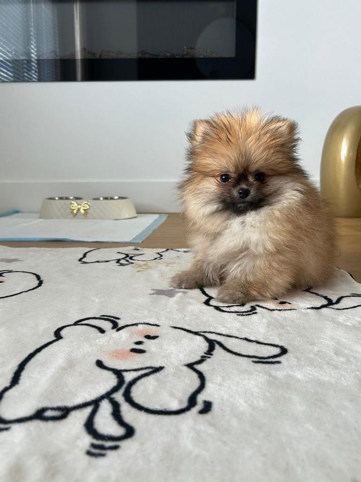 Raszuiver Pomeriaan pup, Dieren en Toebehoren, Honden | Poolhonden, Keeshonden en Oertypen, Teef, Keeshond, Particulier, Eén hond