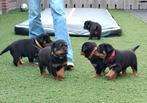 Rottweiler pups, Dieren en Toebehoren, Honden | Bulldogs, Pinschers en Molossers, 8 tot 15 weken, Meerdere, Meerdere dieren, Rottweiler