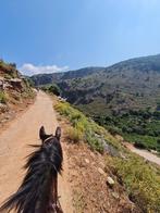 Paard voor buitenritten, Dieren en Toebehoren, Overige Dieren, Juni, Meerdere dieren