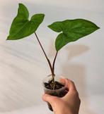 Syngonium green, Ophalen of Verzenden, Halfschaduw, Minder dan 100 cm