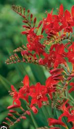 Crocosmia lucifer, Ophalen, Zomer, Volle zon