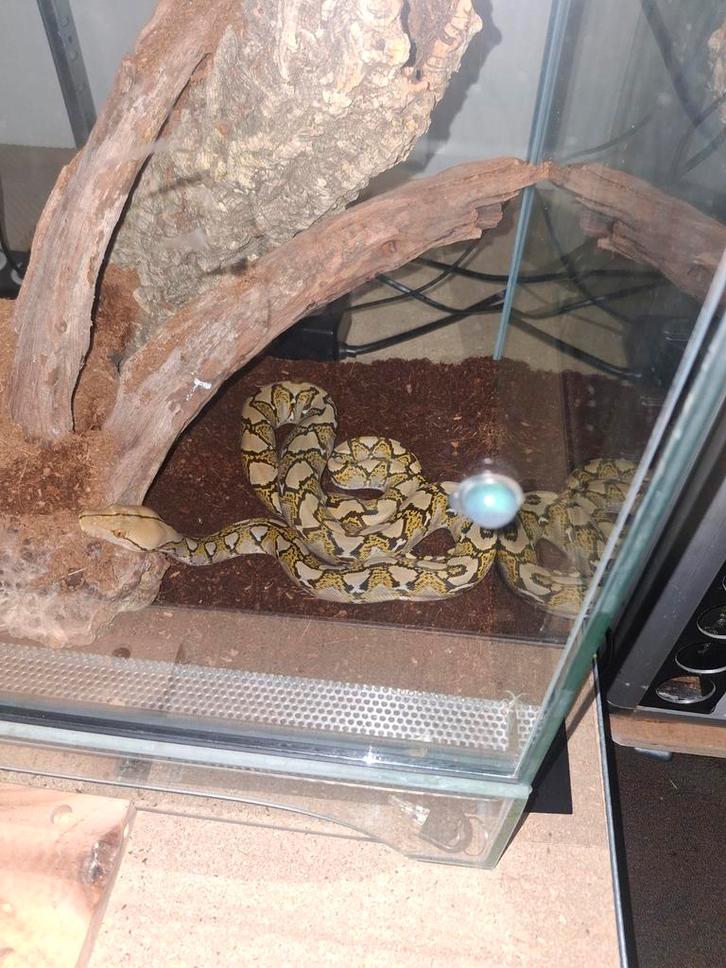 Net python  slangen, Dieren en Toebehoren, Reptielen en Amfibieën, Slang, 0 tot 2 jaar