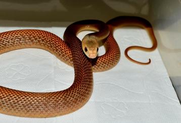 Taipan's ( Laatste koppel ) beschikbaar voor biedingen