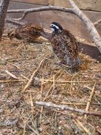 Virginische boomkwartels, Meerdere dieren, Geringd