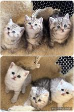 Britse korthaar kittens, Dieren en Toebehoren, Katten en Kittens | Raskatten | Korthaar