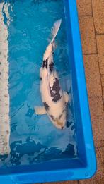 Shiro utsuri, Dieren en Toebehoren, Vissen | Vijvervissen, Karper of Koi