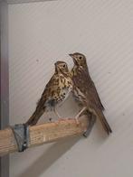 Zanglijsters, Dieren en Toebehoren, Vogels | Overige Vogels, Geslacht onbekend, Wildzangvogel, Geringd