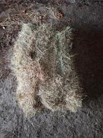 Prima hooi te koop, Dieren en Toebehoren, Dierenvoeding, Ophalen, Vee