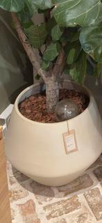 GEZOCHT! Bolia grove Bloempot sand 48/40, 100 tot 150 cm, Overige soorten, In pot, Groene kamerplant