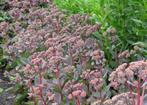 Vaste plant : Sedum matrona 5 euro, Volle zon, Vaste plant, Zomer, Ophalen