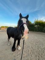 Stalling en weidegang gezocht!, Dieren en Toebehoren, Weidegang, 1 paard of pony