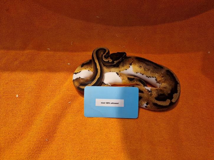 Ball/konings python, Dieren en Toebehoren, Reptielen en Amfibieën, Slang, 3 tot 6 jaar, Tam