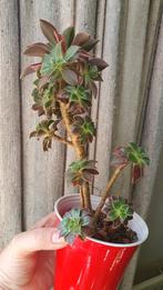 Aeonium met veel rozetten vetplant succulent, Huis en Inrichting, Kamerplanten, Vetplant, Ophalen of Verzenden, In pot, Minder dan 100 cm