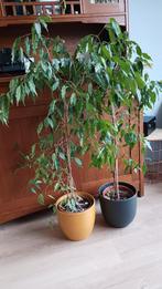 Ficus benjamina planten met pot, Huis en Inrichting, Ophalen, Ficus, 100 tot 150 cm, Halfschaduw