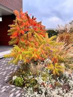 Meerstammige fluweelboom ong. 230 hoog, Ophalen, Volle zon, Overige soorten, 100 tot 250 cm