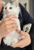 Langharige Noorse boskitten mix Europese kitten, Kater, Langharig, 0 tot 2 jaar