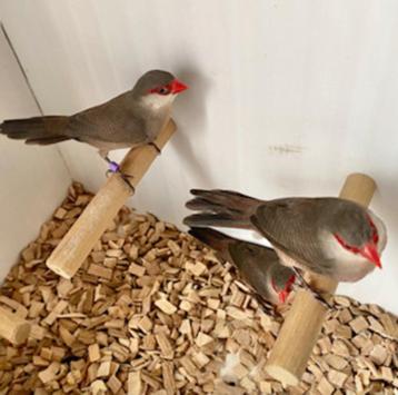 Sint helena fazantjes beschikbaar voor biedingen