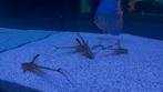 Sturisoma, Dieren en Toebehoren, Vissen | Aquariumvissen, Vis, Zoetwatervis