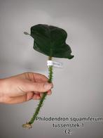 Philodendron squamiferum tussenstek 1, Huis en Inrichting, Kamerplanten, Ophalen of Verzenden, Halfschaduw, Minder dan 100 cm